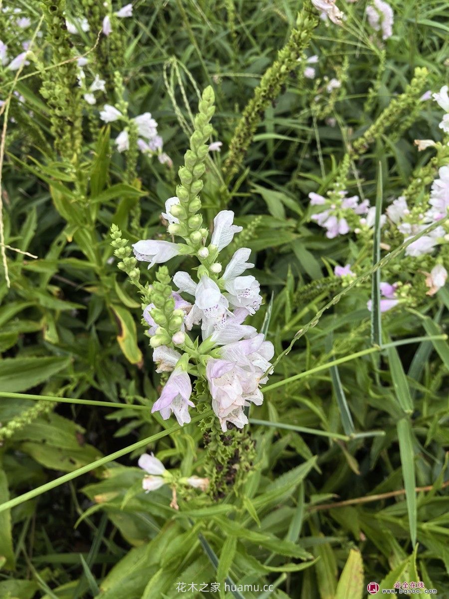 假龙头的品种特性和园林景观应用价值(图1) 假龙头的品种特性和园林景观应用价值(图1)