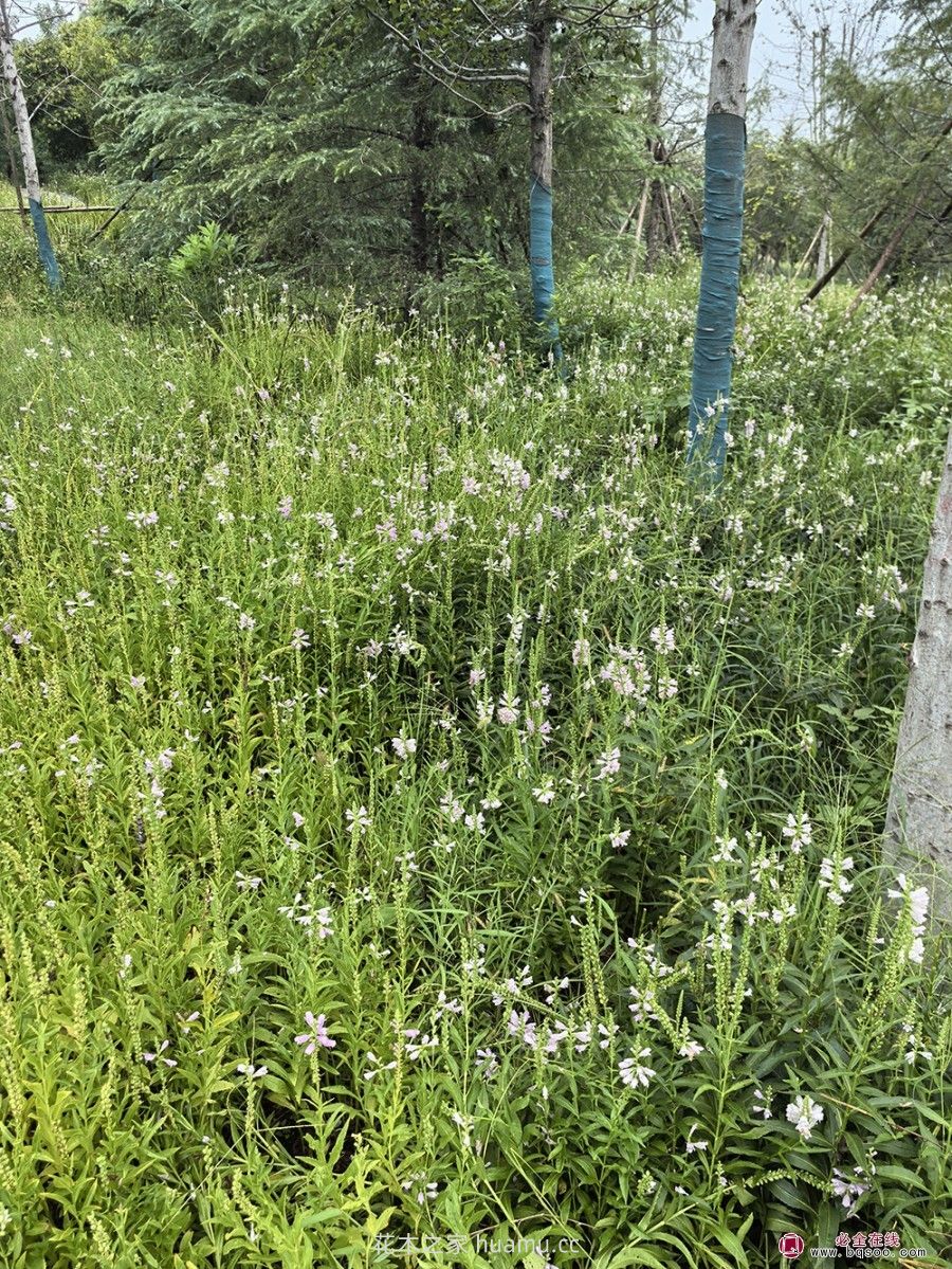 假龙头的品种特性和园林景观应用价值(图2) 假龙头的品种特性和园林景观应用价值(图2)