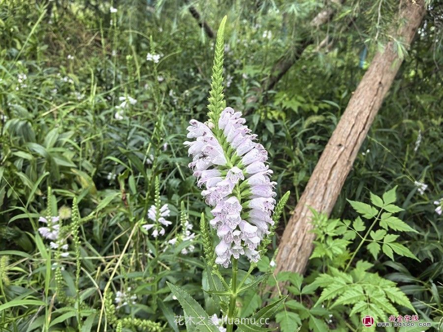 假龙头的品种特性和园林景观应用价值(图3) 假龙头的品种特性和园林景观应用价值(图3)