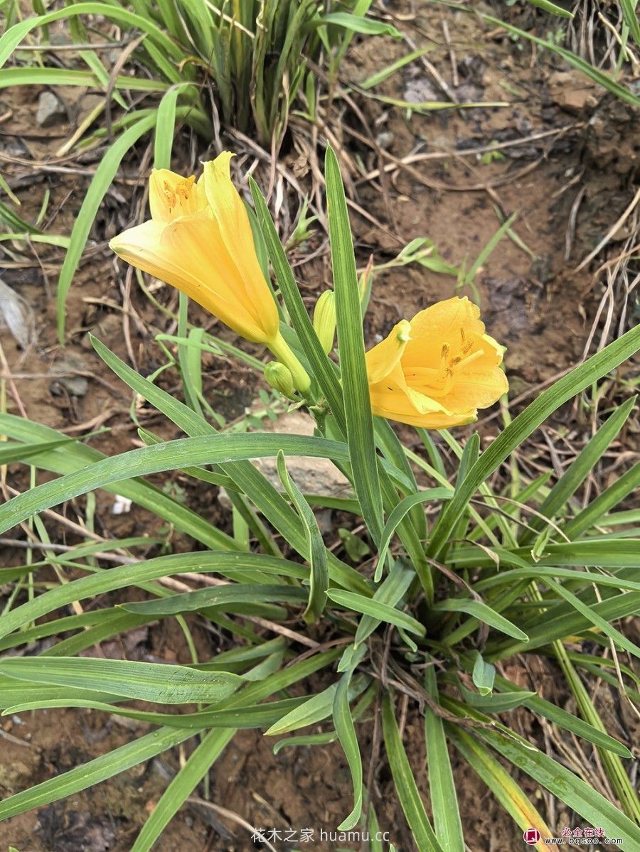 萱草在园林绿化景观中的配置方案(图1) 萱草在园林绿化景观中的配置方案(图1)