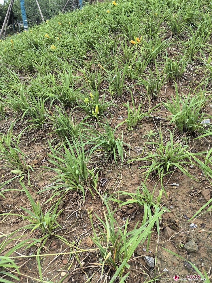 萱草在园林绿化景观中的配置方案(图2) 萱草在园林绿化景观中的配置方案(图2)