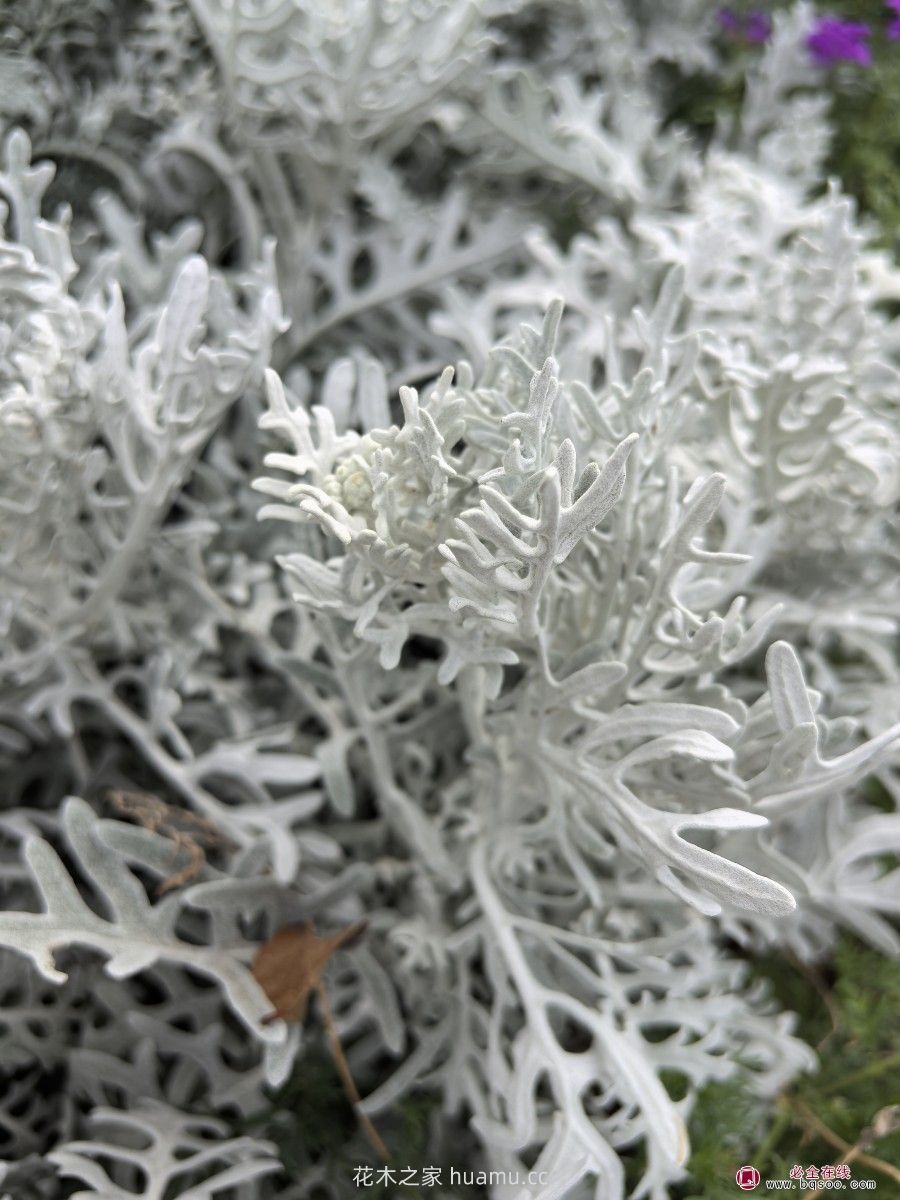 银叶菊的应用特点(图1) 银叶菊的应用特点(图1)