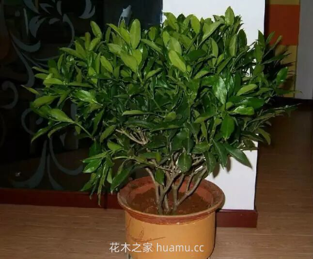 怎样防治花草七大萎蔫病(图1) 怎样防治花草七大萎蔫病(图1)