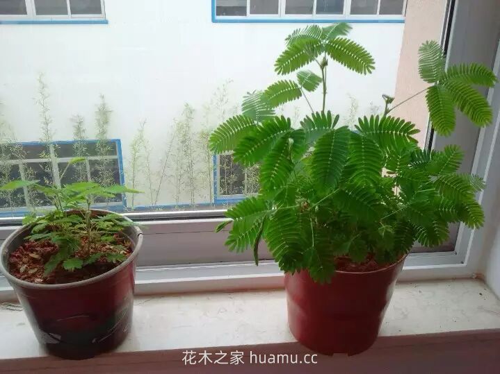怎样防治花草七大萎蔫病(图3) 怎样防治花草七大萎蔫病(图3)