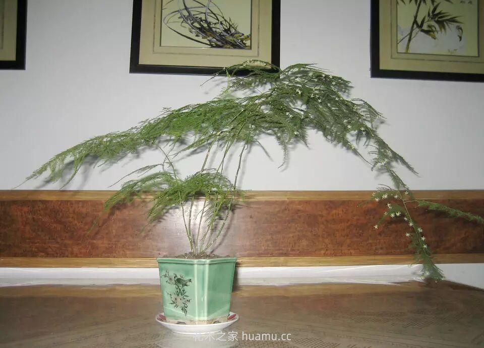 怎样防治花草七大萎蔫病(图4) 怎样防治花草七大萎蔫病(图4)