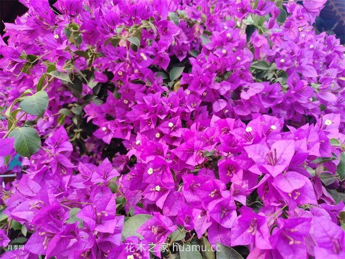 三角梅盆景的制作维护及促花技术 三角梅盆景的制作维护及促花技术