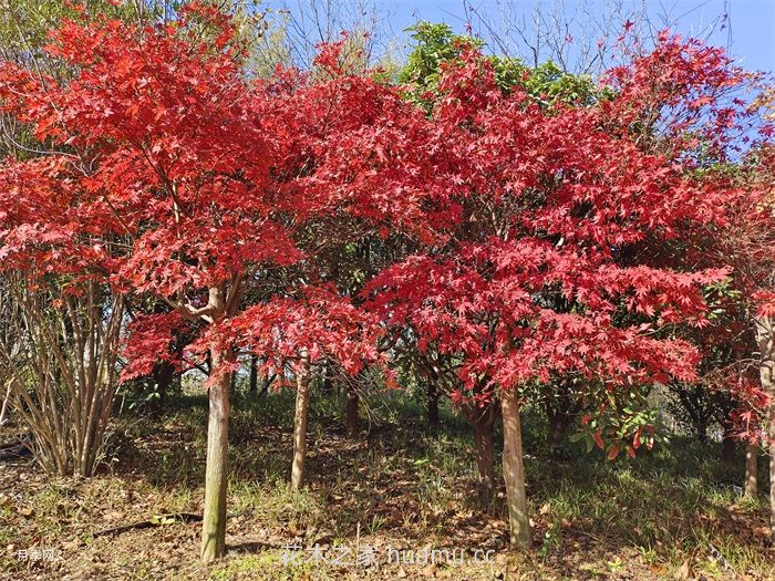 河南龙源风景园林建设有限公司(图1)